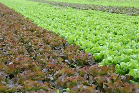 L'agriculture raisonn�e 