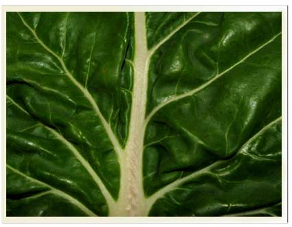 Recettes avec des blettes