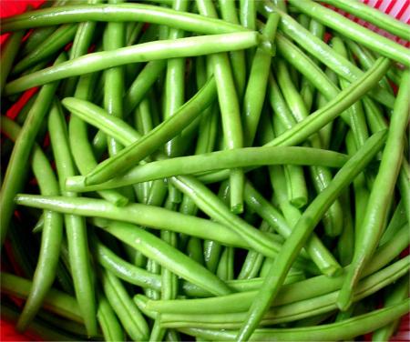 Le haricot vert