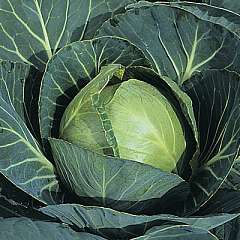 La saison des choux est  arriv�e, r�galez-vous!